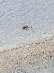 Steatoda ancorata