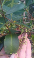 Memecylon nodosum