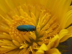 Buprestinae