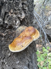 Fomitopsis schrenkii