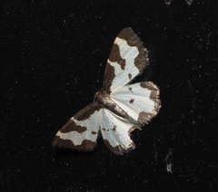 Lomaspilis marginata