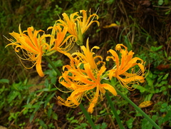 Lycoris aurea