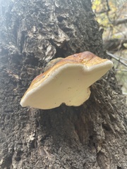 Fomitopsis schrenkii