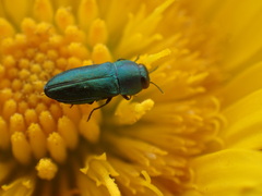 Buprestinae
