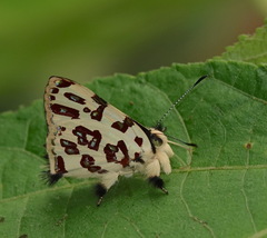 Anteros bracteata