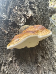 Fomitopsis schrenkii