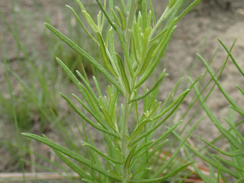 Image of Hilliardiella capensis by (c) Mahomed Desai, some rights reserved (CC BY)