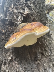 Fomitopsis schrenkii