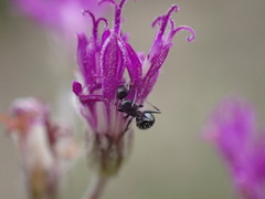 Camponotus niveosetosus