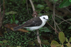 Fluvicola albiventer