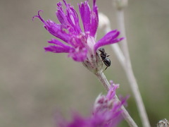 Camponotus niveosetosus