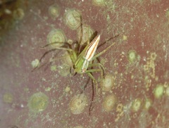 Oxyopes macilentus