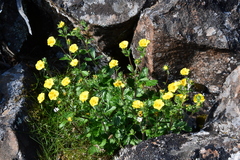 Potentilla asperrima