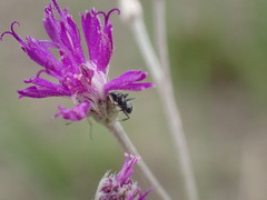 Camponotus niveosetosus