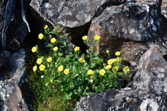 Potentilla asperrima
