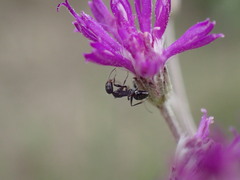 Camponotus niveosetosus