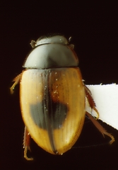 Cercyon unipunctatus
