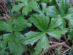 Anemonastrum canadense