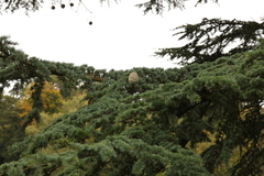 Cedrus deodara