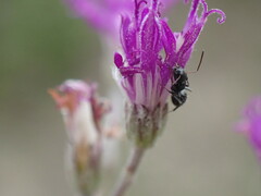Camponotus niveosetosus