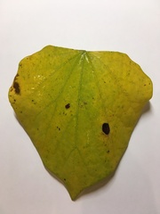 Cercis canadensis