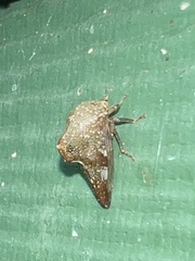 Telamona monticola