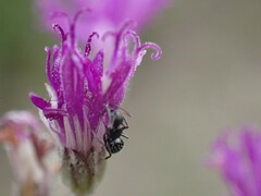 Camponotus niveosetosus