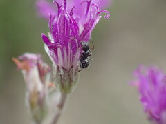 Camponotus niveosetosus
