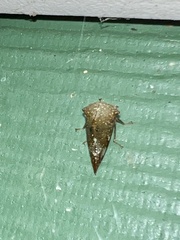 Telamona monticola
