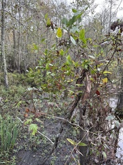 Smilax walteri