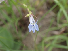 Lobelia flaccida
