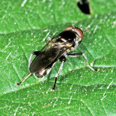 Chalcosyrphus nemorum