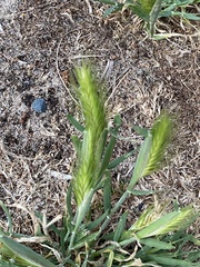Hordeum murinum glaucum