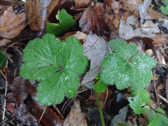 Waldsteinia fragarioides