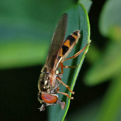 Melanostoma mellinum