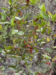 Smilax walteri