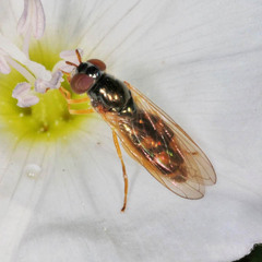 Melanostoma mellinum