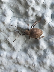 Otiorhynchus armadillo