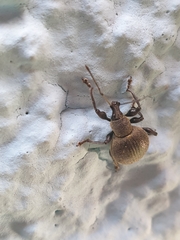 Otiorhynchus armadillo