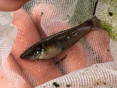 Pseudoxiphophorus bimaculatus