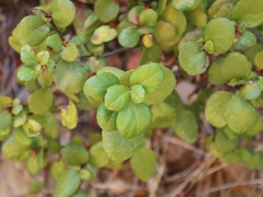 Ribes viburnifolium