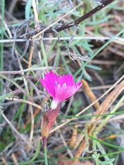 Dianthus