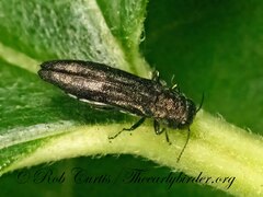 Agrilus
