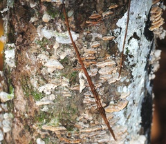 Trichaptum fuscoviolaceum