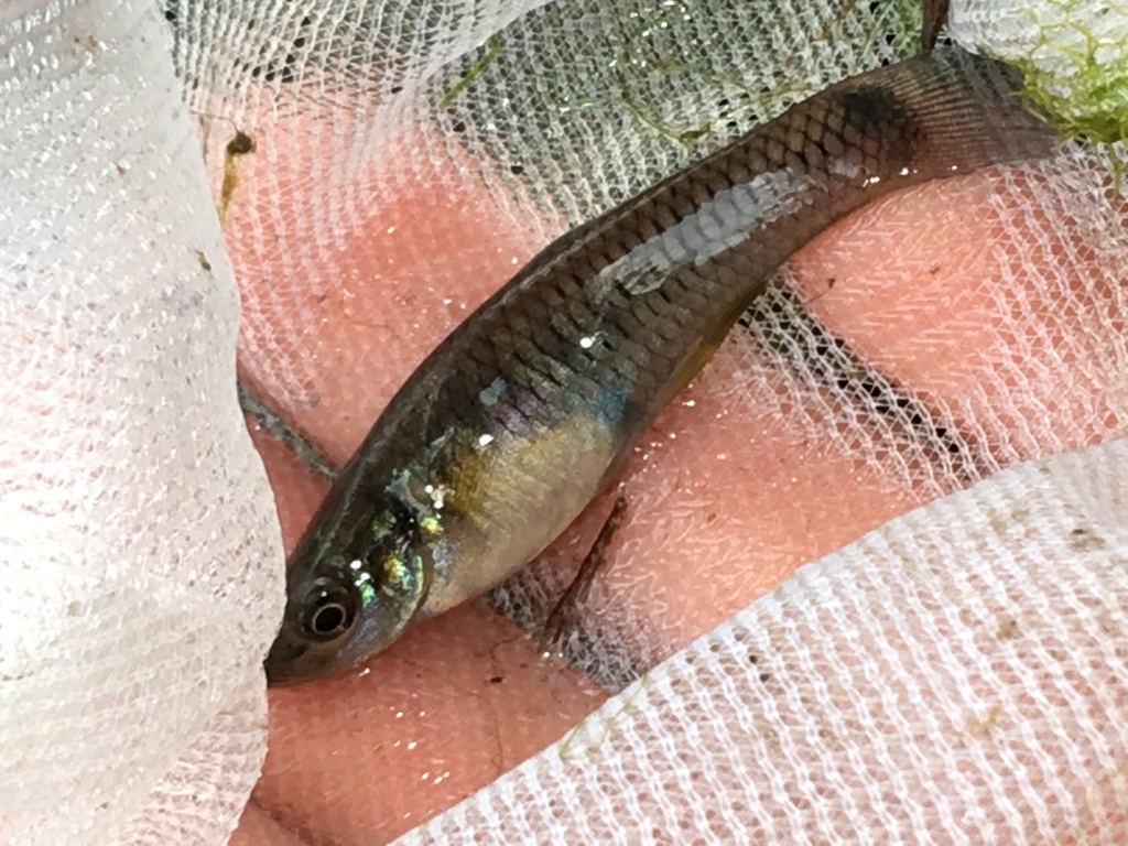 Twospot Livebearer