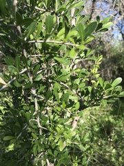 Forestiera angustifolia