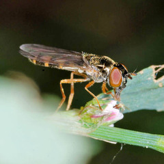 Melanostoma mellinum