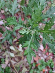 Artemisia indica