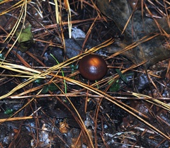 Chroogomphus vinicolor