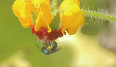 Caenohalictus dolator